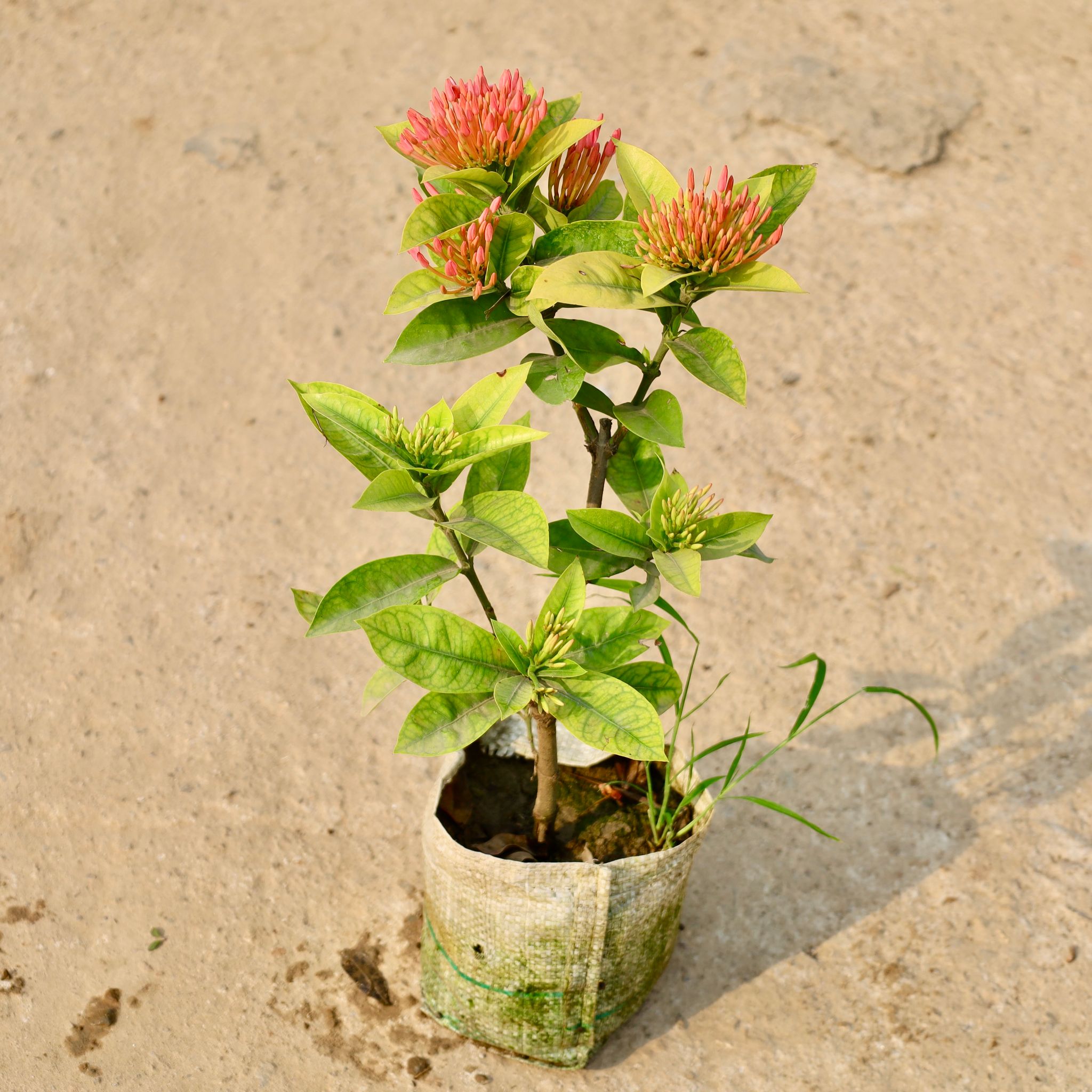 Ixora pink in 8 Inch Nursery Bag