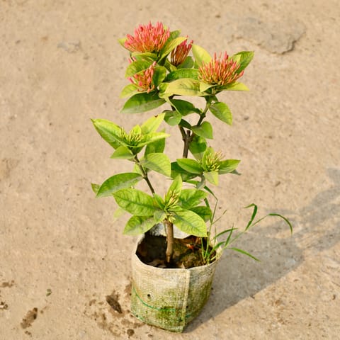 Ixora pink in 8 Inch Nursery Bag