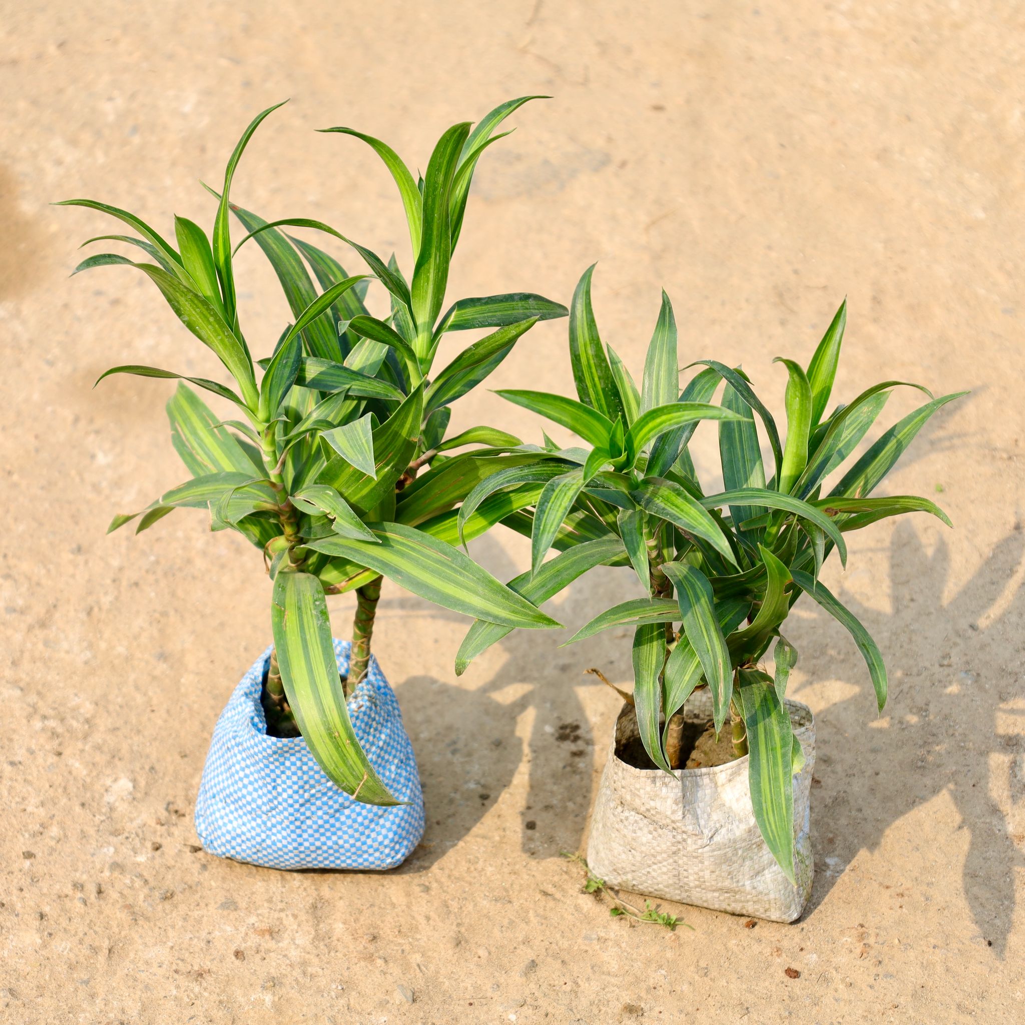 Set of 2 - Dracaena Messenger in 4 Inch Nursery Bag
