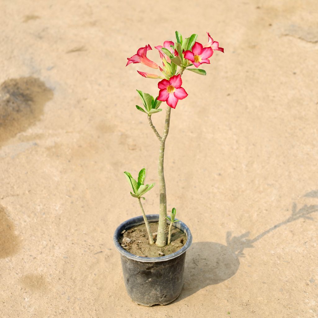 Buy Adenium Pink in 6 Inch Nursery Pot Online | Urvann.com Adenium Pink in 6 Inch Nursery Pot