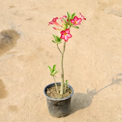 Buy Adenium Pink in 6 Inch Nursery Pot Online | Urvann.com