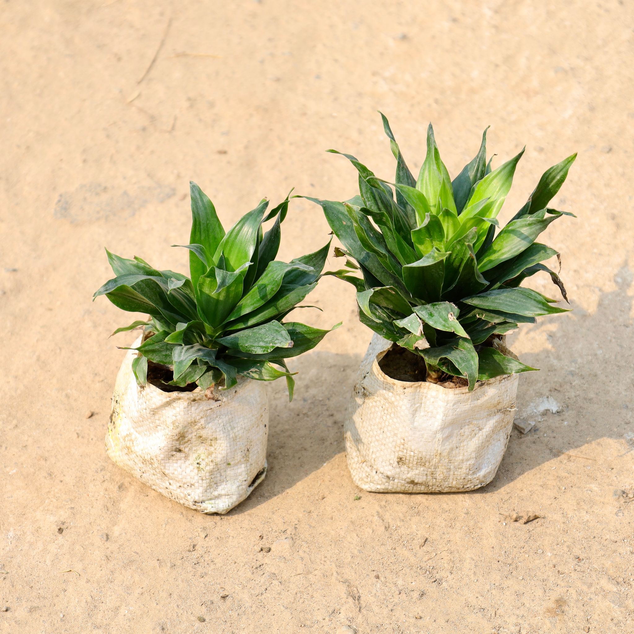 Set of 2 - Dracaena Compacta in 4 Inch Nursery Bag
