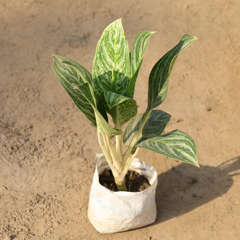 Aglaonema Jharna in 8 Inch Nursery Bag