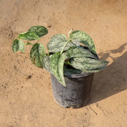 Buy Money Plant Silver in 6 Inch Nursery Pot Online | Urvann.com