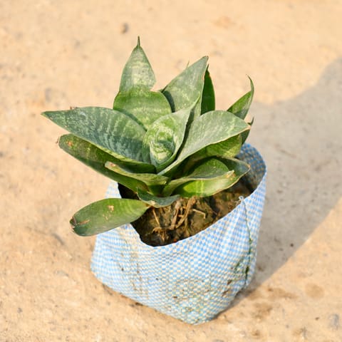 Snake Dwarf in 4 Inch Nursery Bag