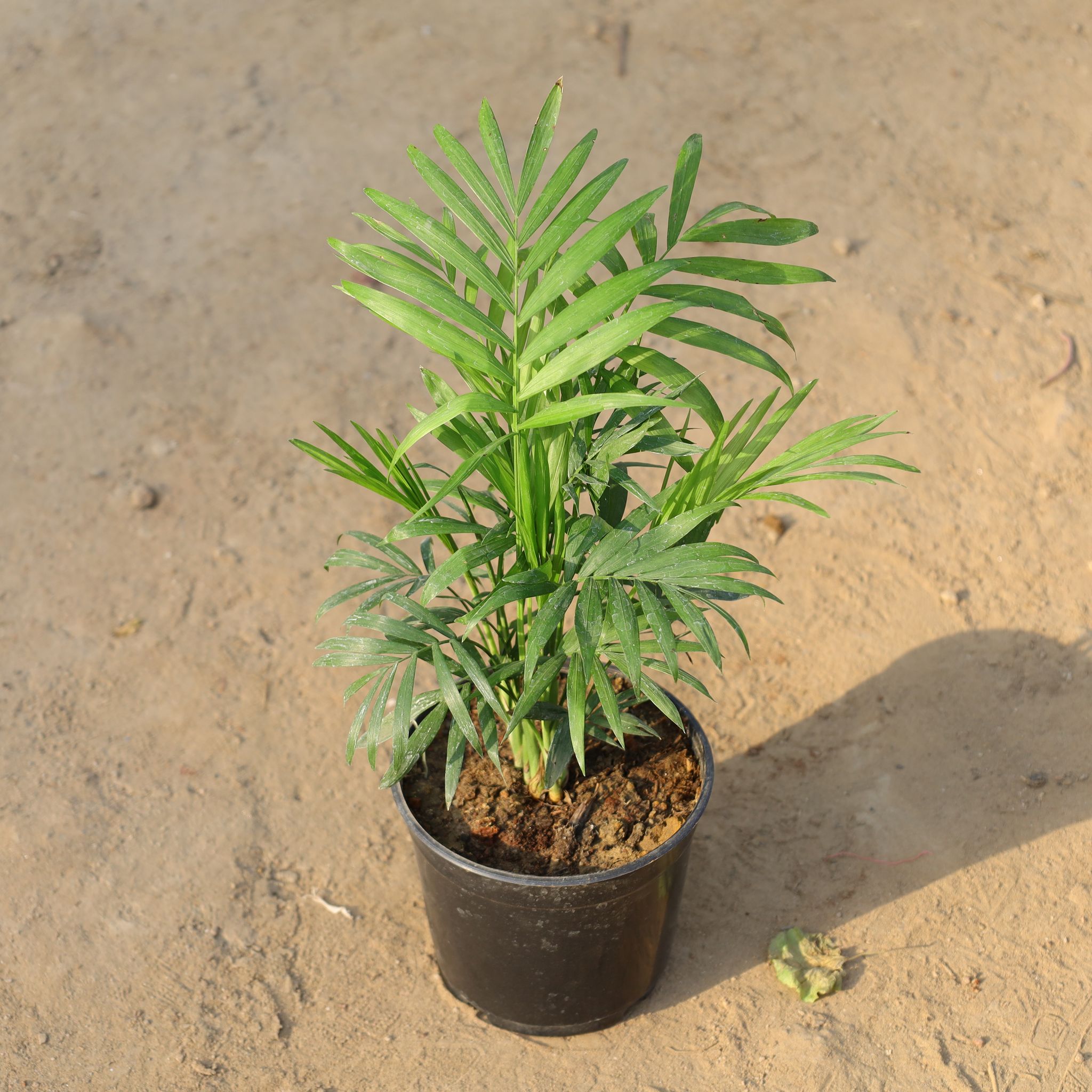Table Palm / Chamaedorea Palm in 4Inch Nursery Pot