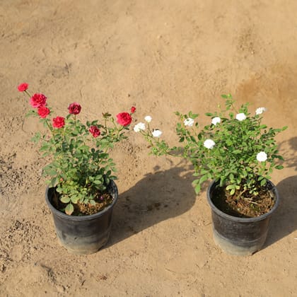 Buy Set of 2 - Button Rose (Any Colour) in 6 Inch Nursery Pot Online | Urvann.com