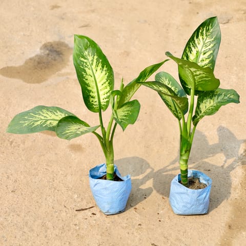Set of 2 - Dieffenbachia in 8 Inch Nursery Bag