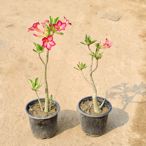 Set of 2 - Adenium Pink in 6 Inch Nursery Pot