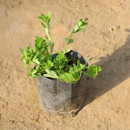 Buy Kulfa / Purslane (Any Colour) in 4 Inch Nursery Bag Online | Urvann.com