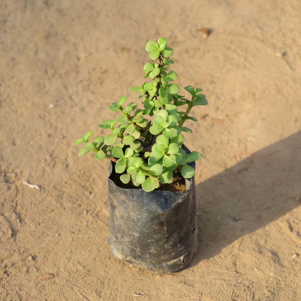 Buy Jade Plant in 4 Inch Nursery Bag Online | Urvann.com Jade Plant in 4 Inch Nursery Bag