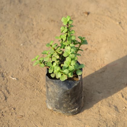 Buy Jade Plant in 4 Inch Nursery Bag Online | Urvann.com