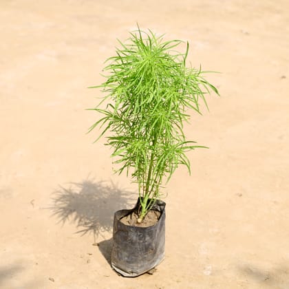 Buy Kochia in 4 Inch Nursery Bag Online | Urvann.com