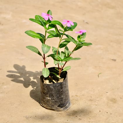 Buy Periwinkle / Vinca / Sadabahar (Any Colour) in 4 Inch Nursery Bag Online | Urvann.com