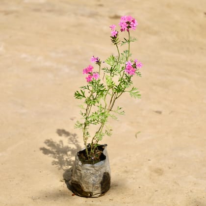 Buy Verbena (Any Colour) in 4 Inch Nursery Bag Online | Urvann.com