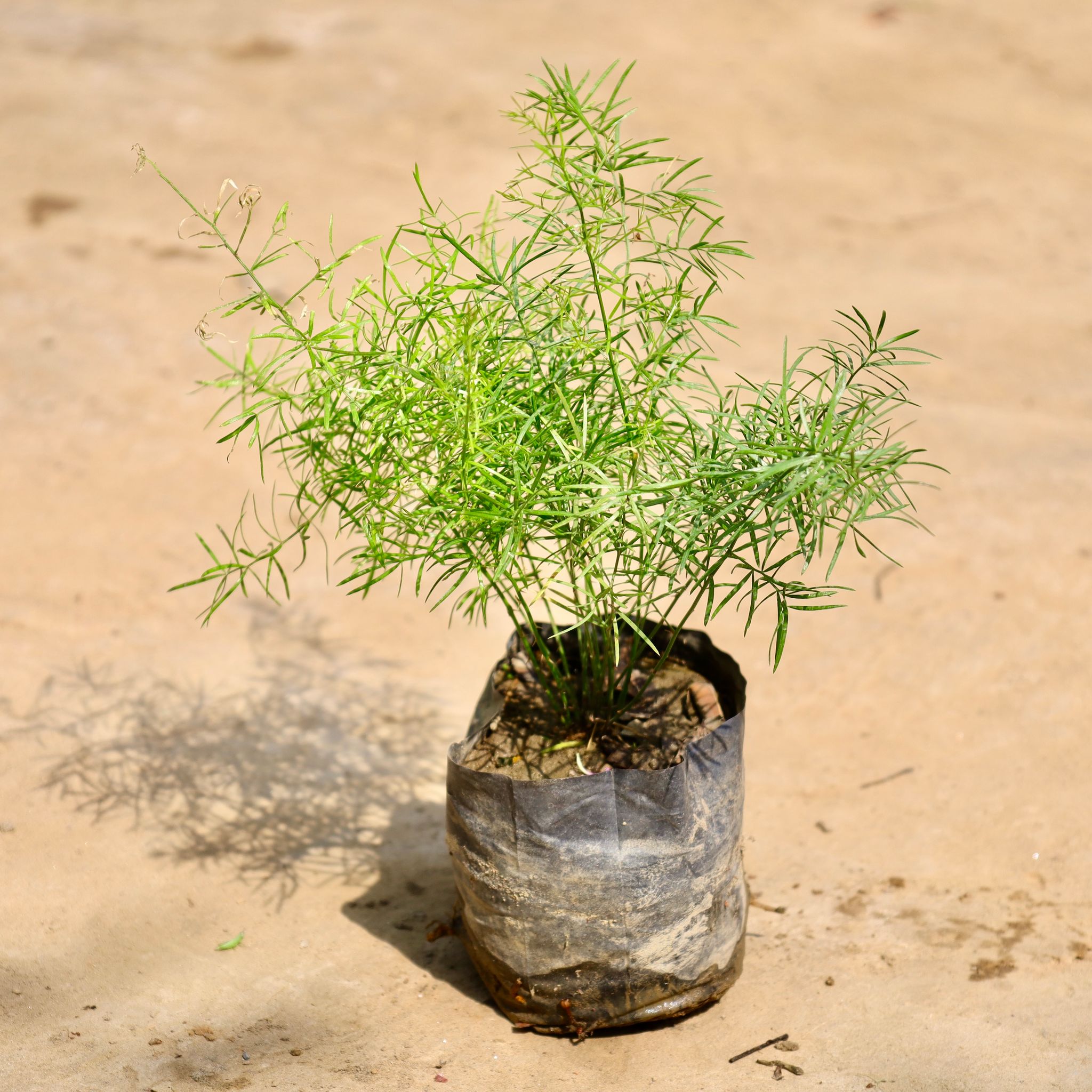 Asparagus in 4 Inch Nursery Bag