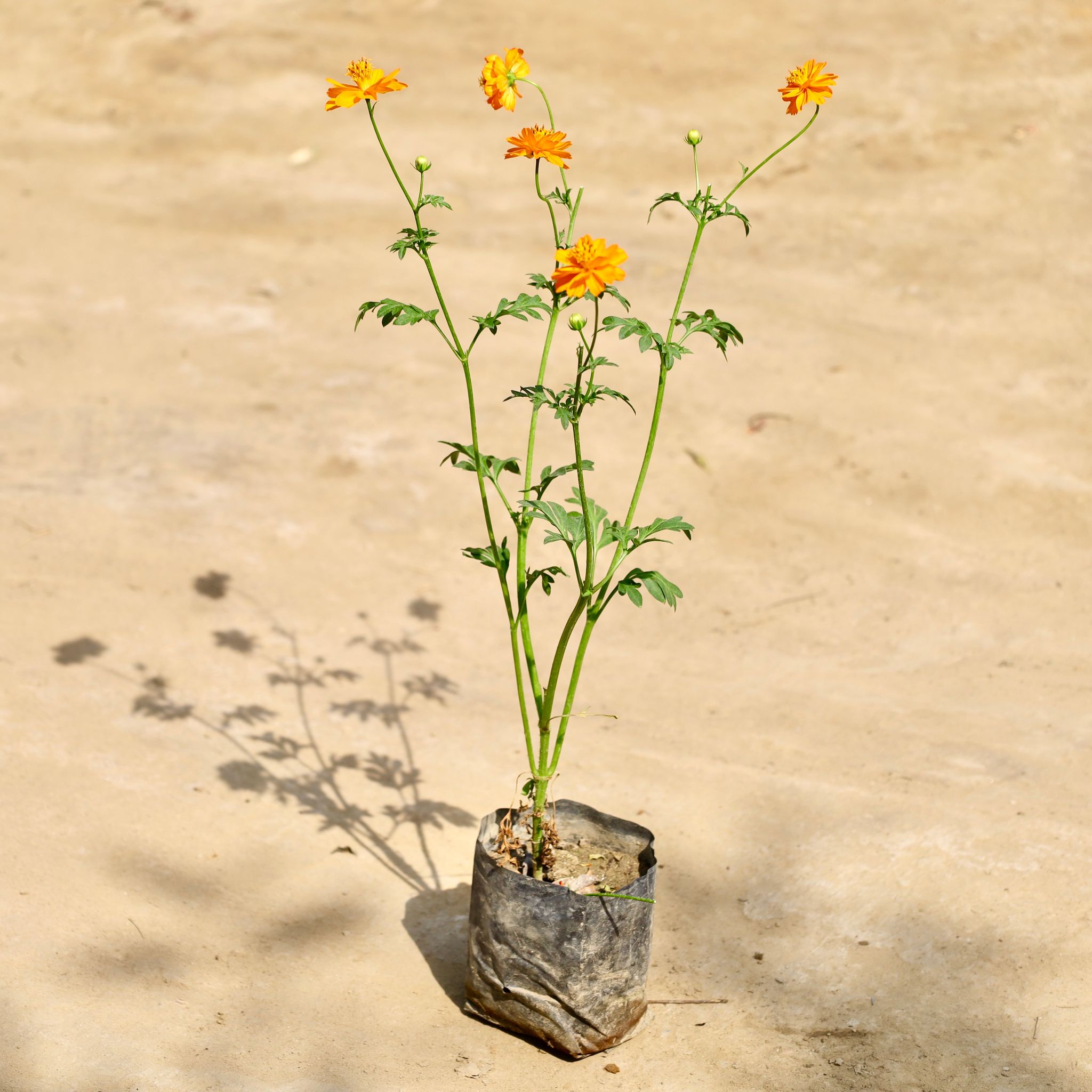Cosmos (Any Colour) in 4 Inch Nursery Bag
