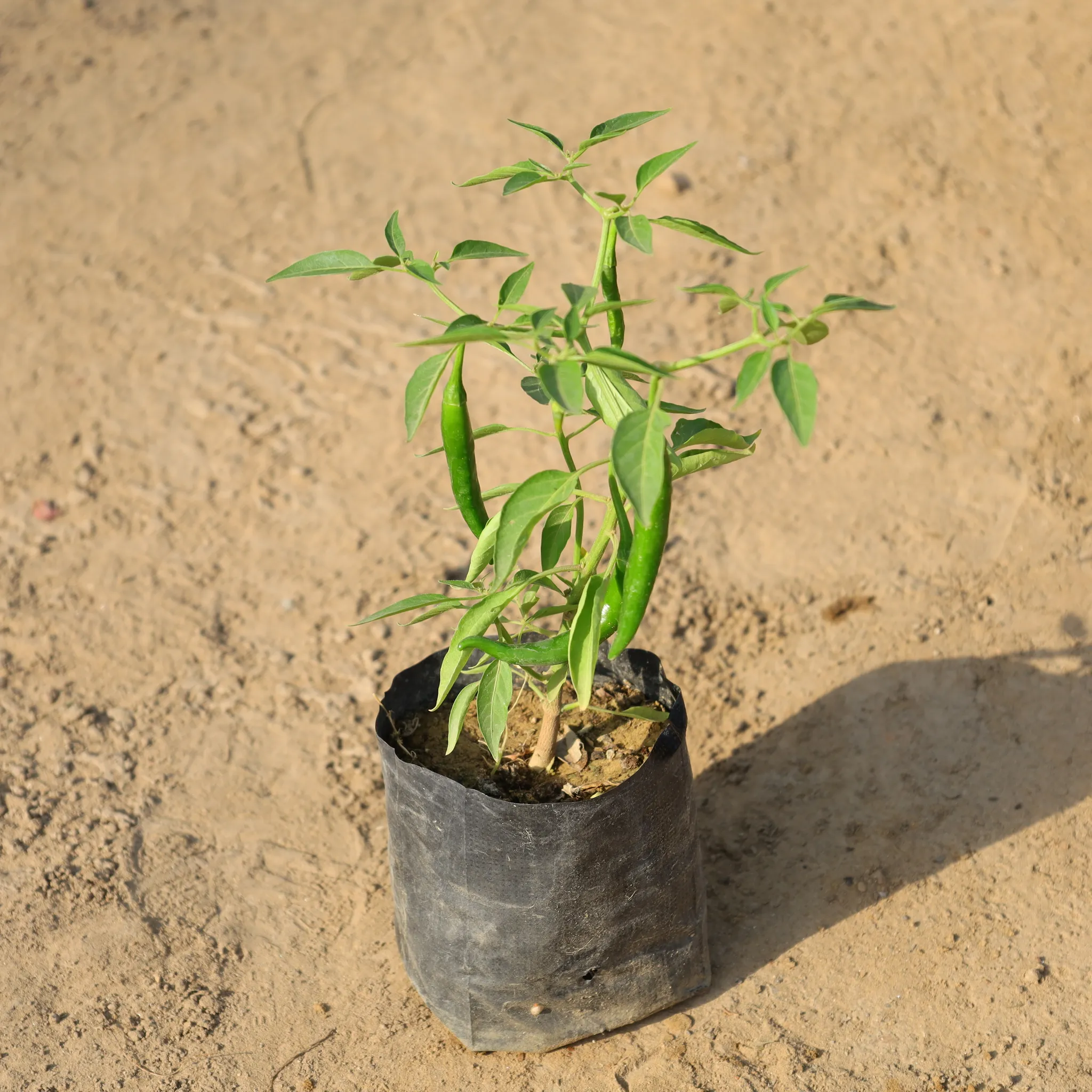 Green Chilli Plant in 4 Inch Nursery Bag