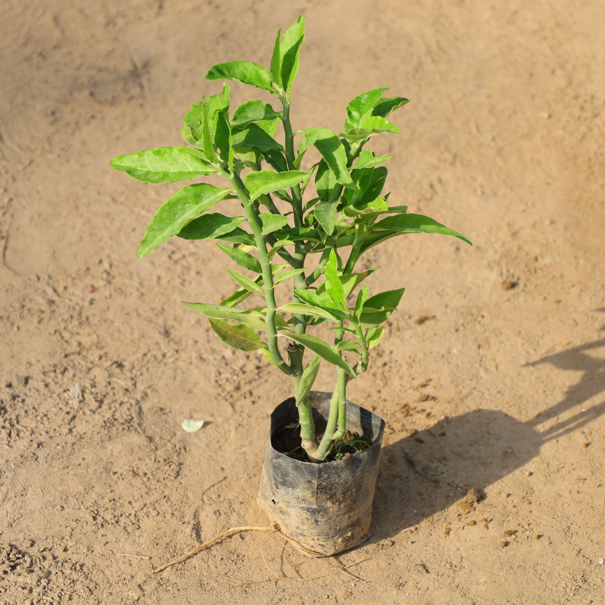 Pedilanthus / Devil's Backbone Green in 4 Inch Nursery Bag