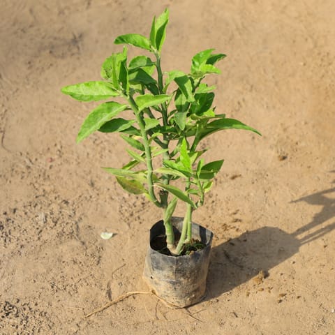 Pedilanthus / Devil's Backbone Green in 4 Inch Nursery Bag