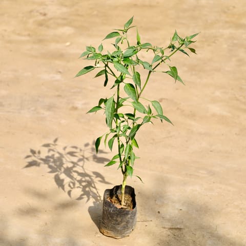 Green Chilli Plant in 4 Inch Nursery Bag