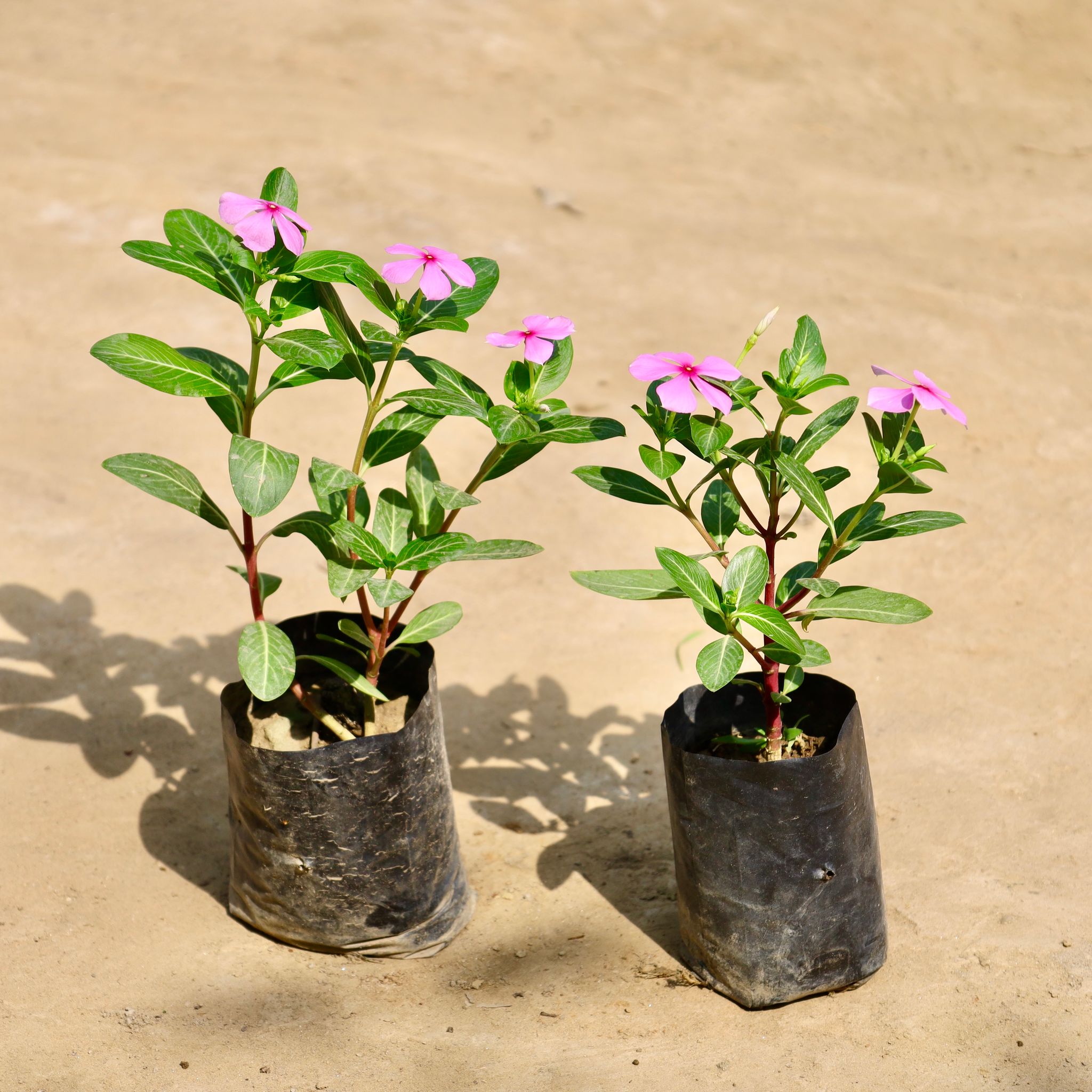 Set of 2 - Periwinkle / Sadabahar / Vinca (Any Colour) in 4 Inch Nursery Bag