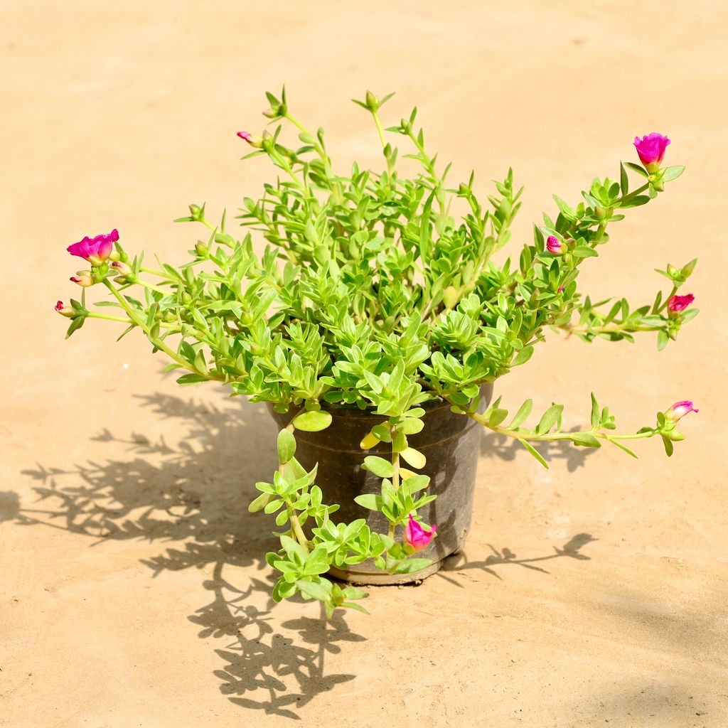 Buy Kulfa / Purslane (Any Colour) in 6 Inch Nursery Pot Online | Urvann.com Kulfa / Purslane (Any Colour) in 6 Inch Nursery Pot