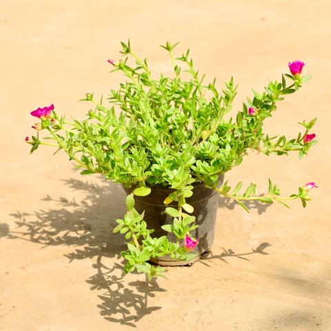 Kulfa / Purslane (Any Colour) in 6 Inch Nursery Pot