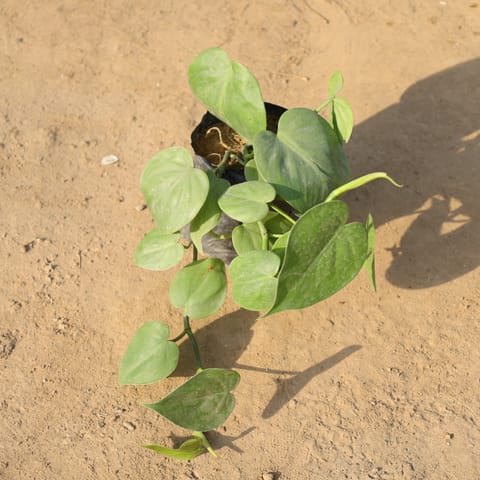 Oxycardium Green in 4 Inch Nursery Bag