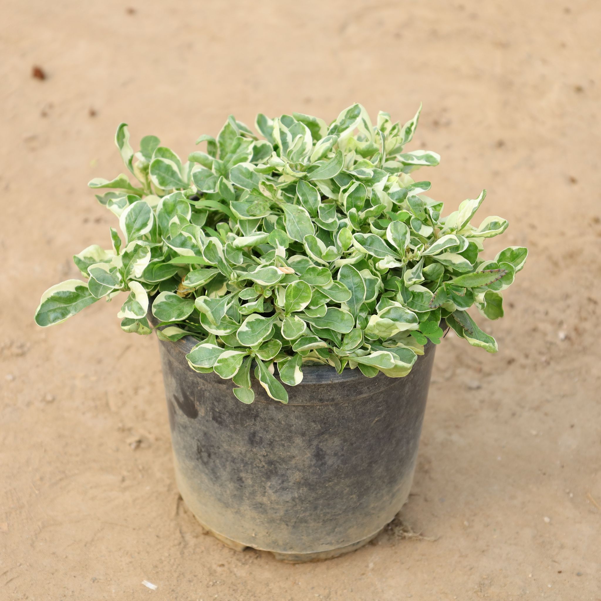Alternanthera White in 6 Inch Nursery Pot