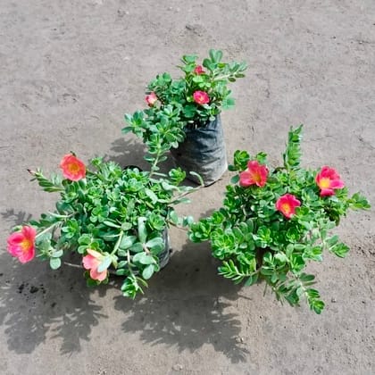 Buy Set of 3 Kulfa / Purslane in 4 Inch Nursery Bag Online | Urvann.com