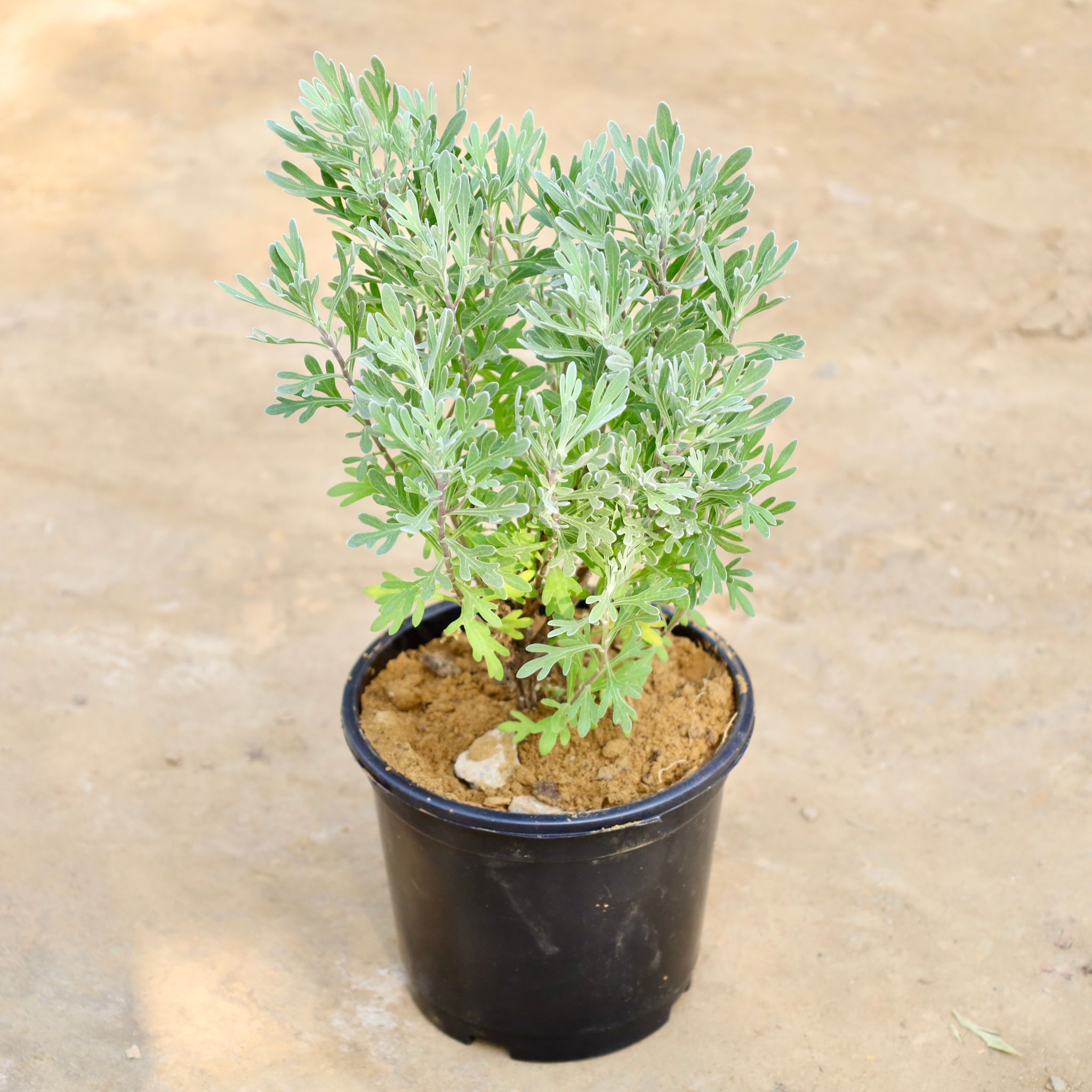 Lavender in 6 Inch Nursery Pot