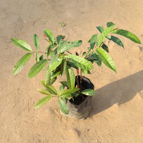 Laila Majnu in 4 Inch Nursery Bag