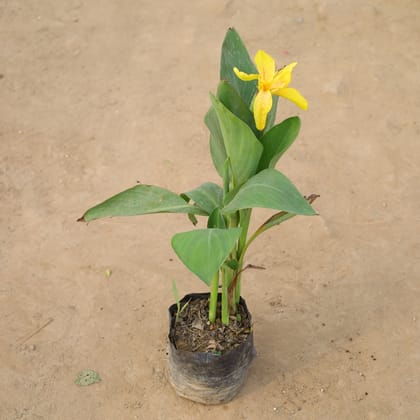 Buy Canna Lily (Any Colour) in 6 Inch Nursery Bag Online | Urvann.com