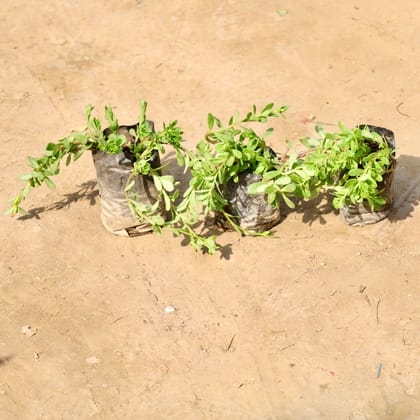 Buy Set of 3 Kulfa / Purslane in 4 Inch Nursery Bag Online | Urvann.com