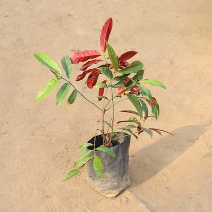 Buy Laila Majnu in 4 Inch Nursery Bag Online | Urvann.com