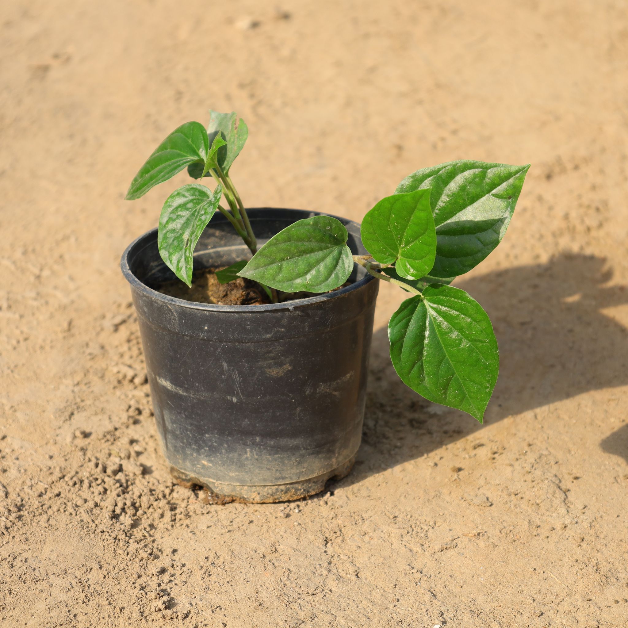 Paan / Betel Leaf in 6 Inch Nursery Pot