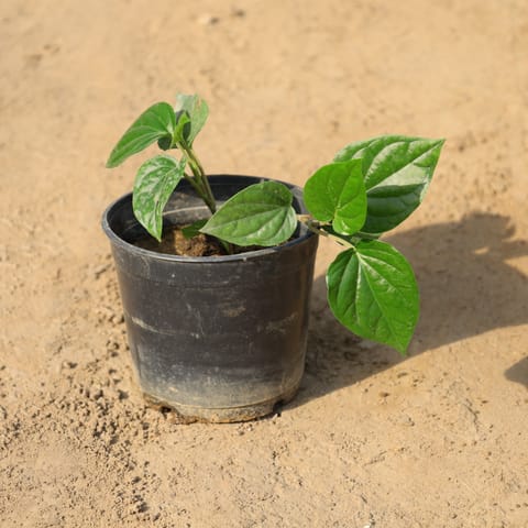 Paan / Betel Leaf in 6 Inch Nursery Pot