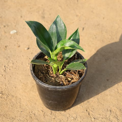Philodendron Birkin in 4 Inch Nursery Pot