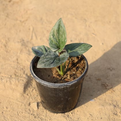 Buy Money Plant Black in 4 Inch Nursery Pot Online | Urvann.com