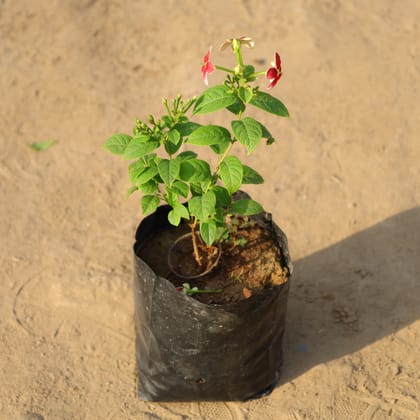 Buy Madhumalti / Rangoon Creeper (Any Colour) in 5 Inch Nursery Bag Online | Urvann.com