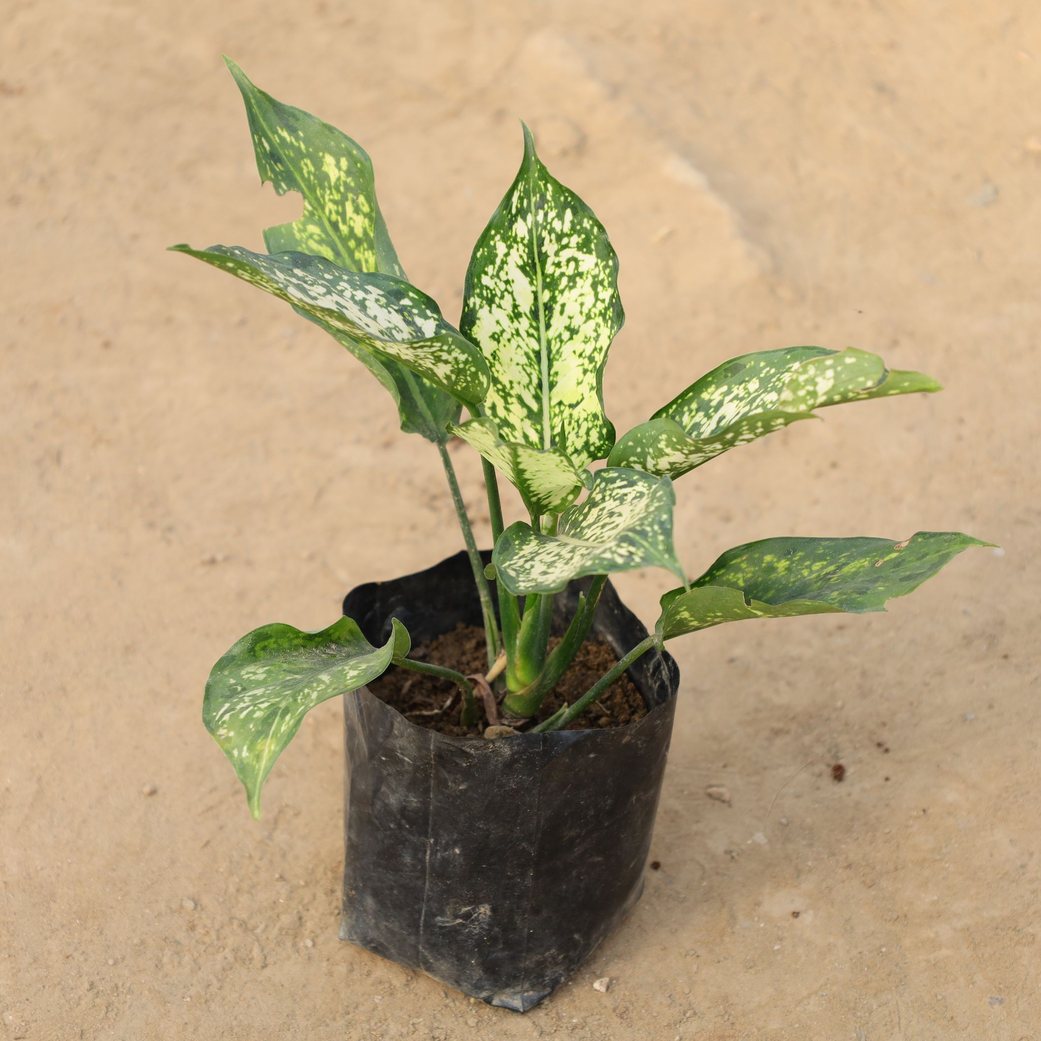 Aglaonema Snow White in 4 Inch Nursery Bag