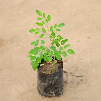 Buy Drumstick / Paijon/ Moringa / Sehjan in 5 Inch Nursery Bag Online | Urvann.com