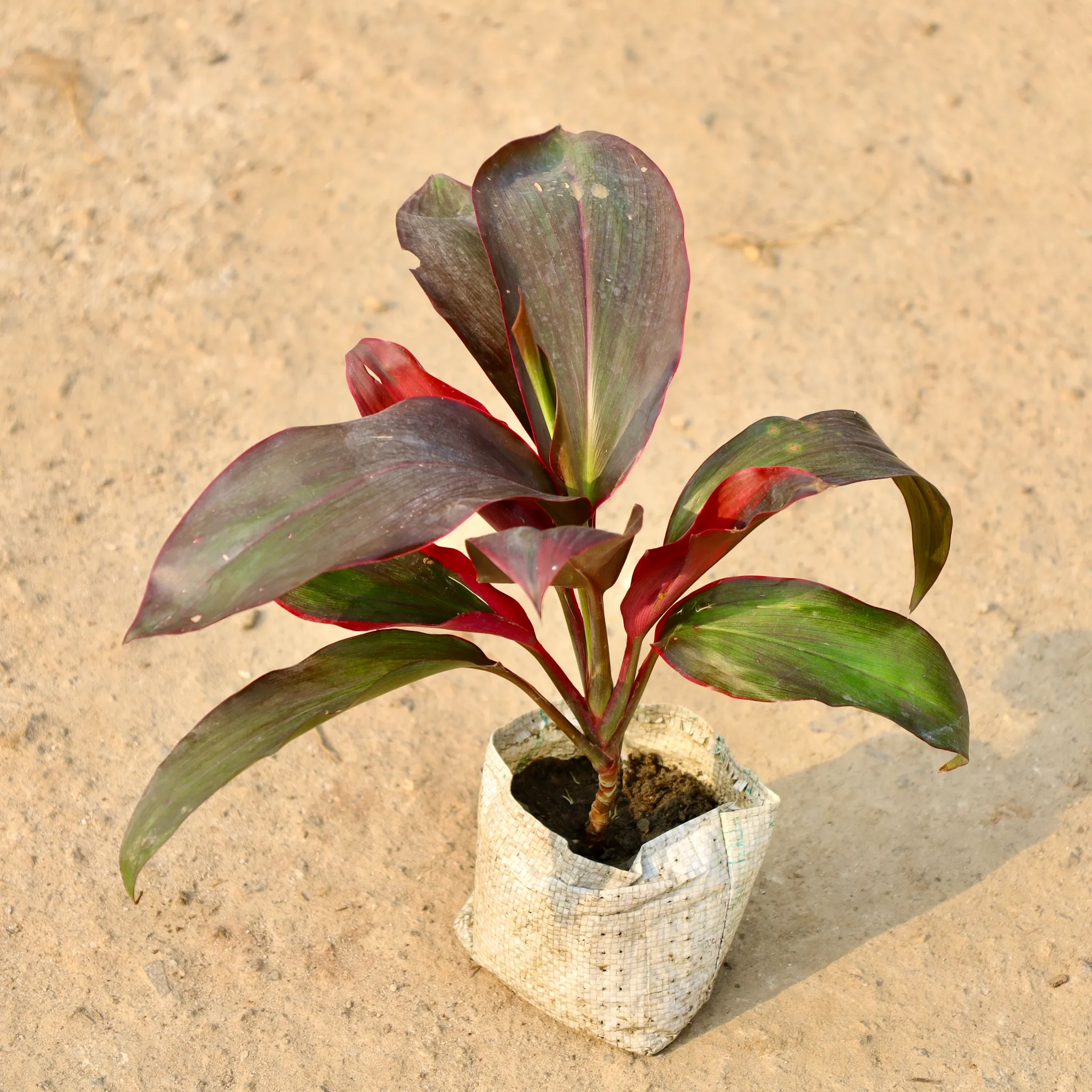 Dracaena Kedarnath in 4 Inch Nursery Bag