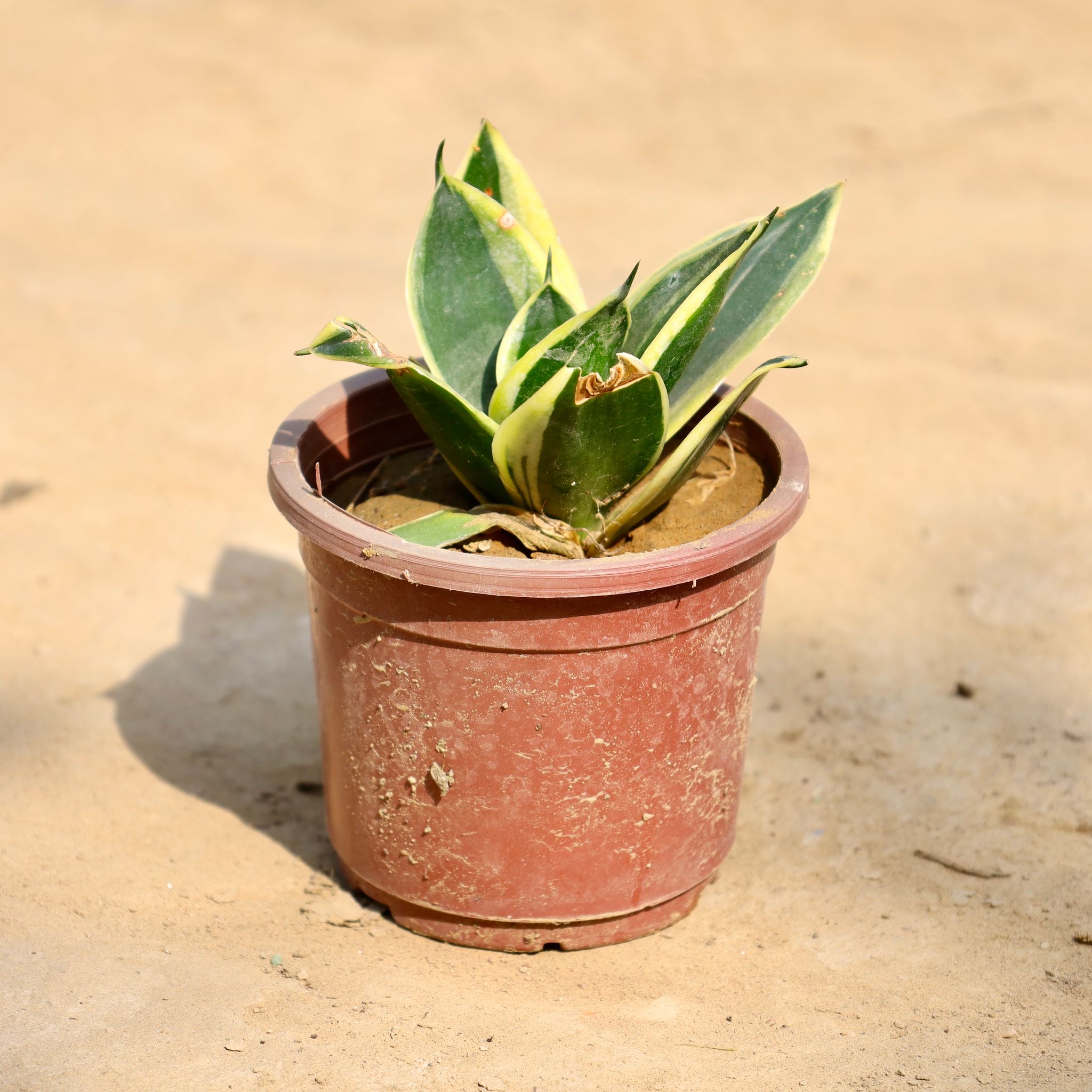 Snake Dwarf in 4 Inch Nursery Pot