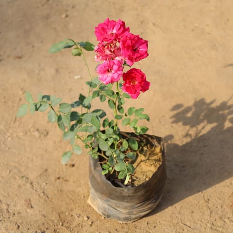 Kashmiri Rose Red in 8 Inch Nursery Bag