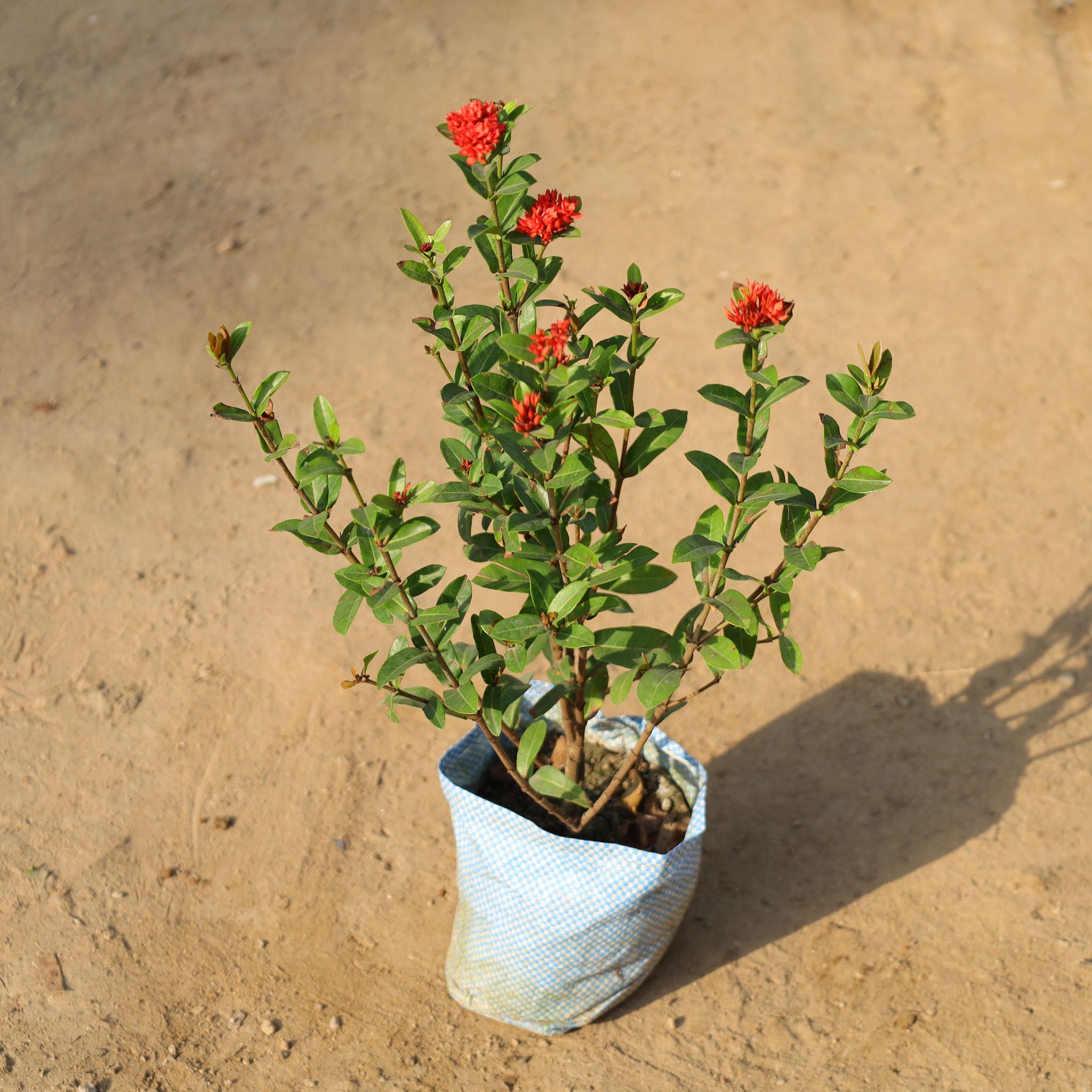 Ixora Red in 7 Inch Nursery Bag