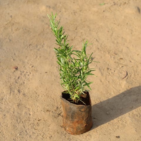 Rosemary in 4 Inch Nursery Bag