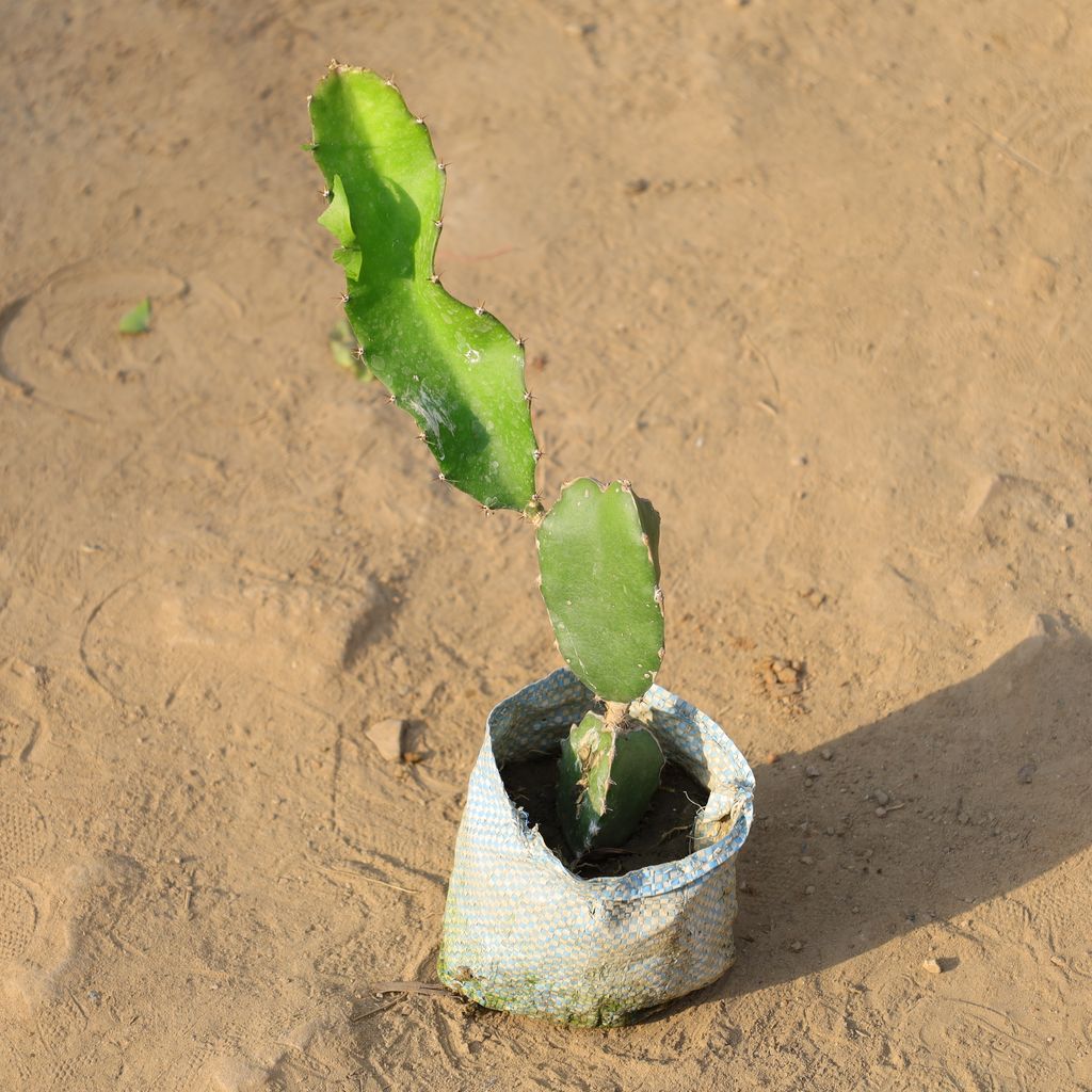 Buy Dragon Fruit in 4 Inch Nursery Bag Online | Urvann.com Dragon Fruit in 4 Inch Nursery Bag