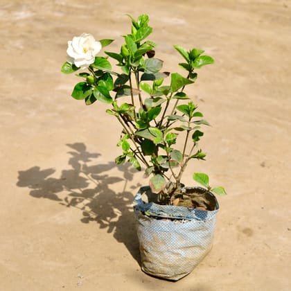 Buy Gandhraj / Gardenia in 7 Inch Nursery Bag Online | Urvann.com